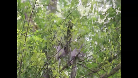 Udaan: The breeding behaviour of the Indian Grey Hornbill – An Inside View